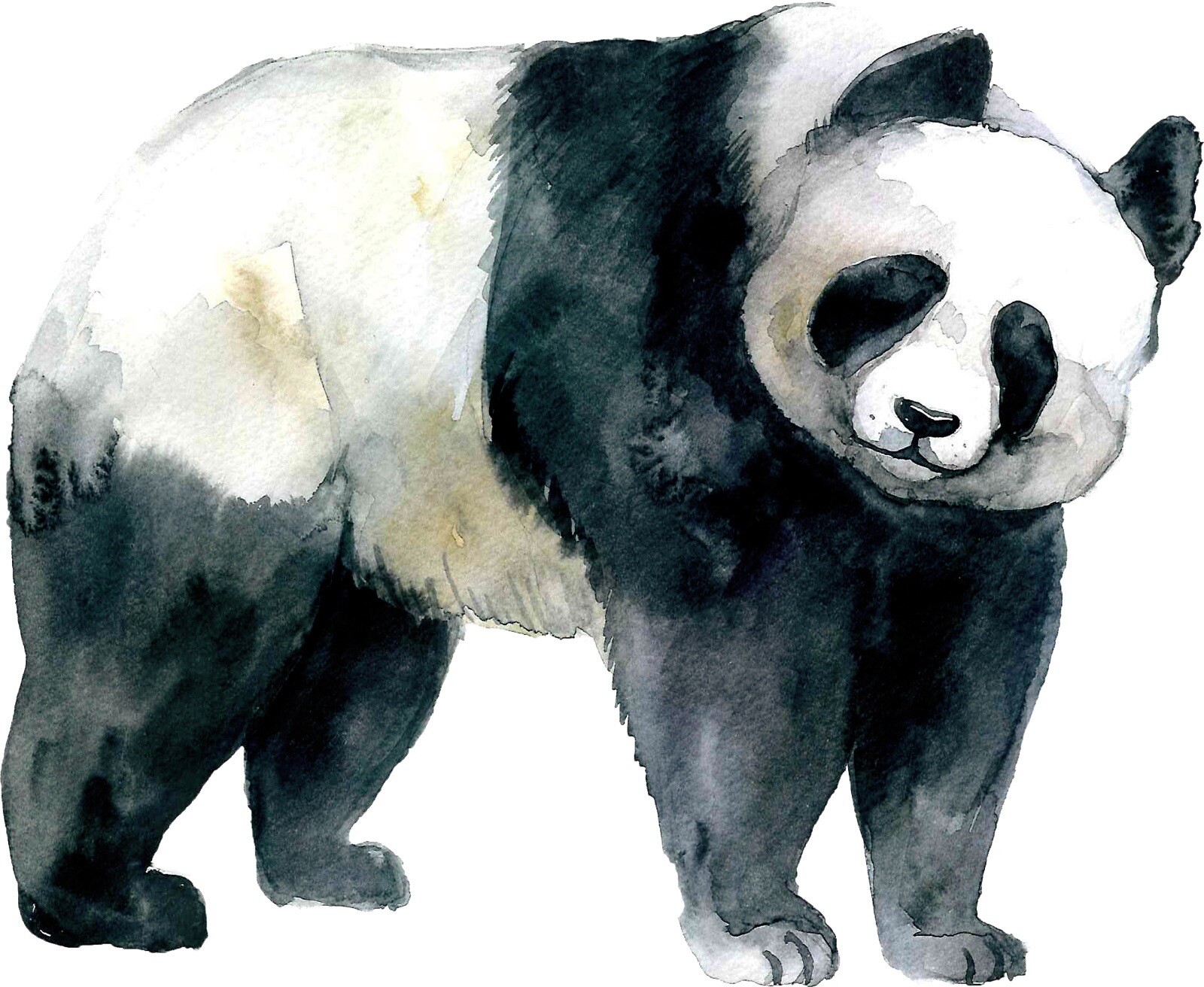 4” Panda Bear Sticker Black White Watercolor Design Asia China Native Wild