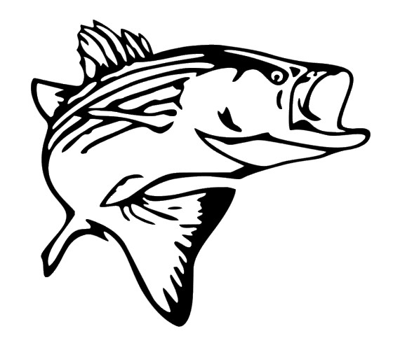 Striper Decal, Rockfish, Fishing Decal for Truck, Car, Window, Outdoor, Boat etc