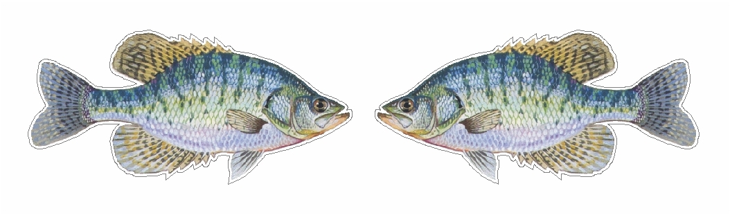 2 CRAPPIES DECALS STICKERS FISHING MINNOW PAPER MOUTH JIGS BOBBER PANFISH GRUB