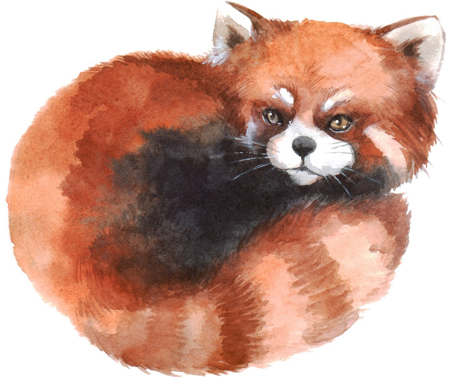 Red Panda Sticker (2 inch)Beautiful Cute Watercolor Design Ears Tail Fur