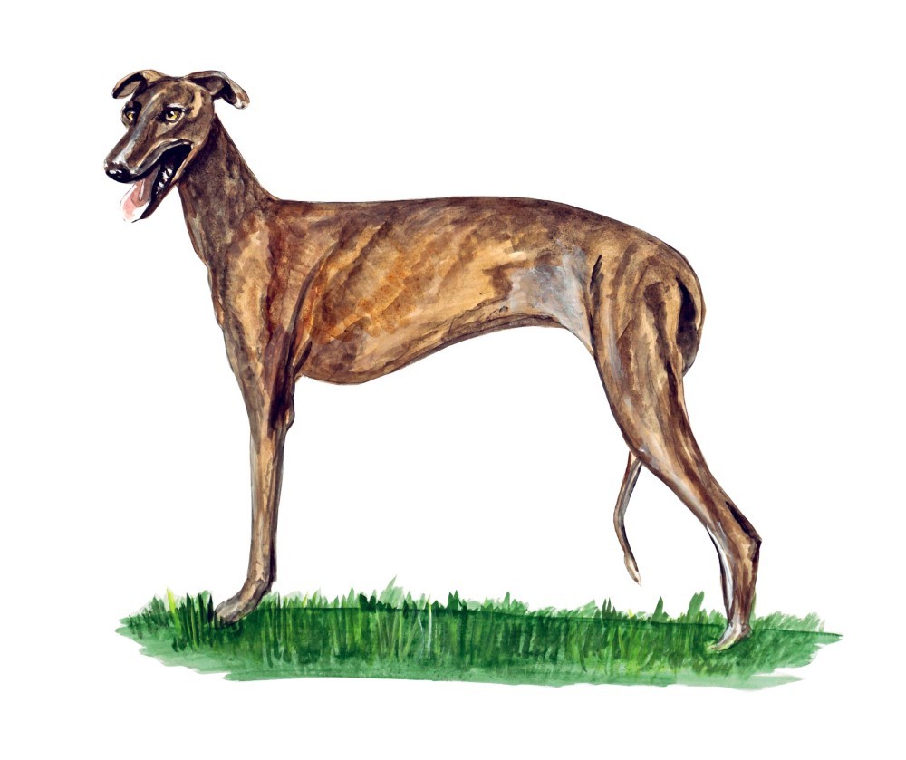 Greyhound Dog Sticker Decal Glass Window Vehicle Body Bumper Mirror Body Bike