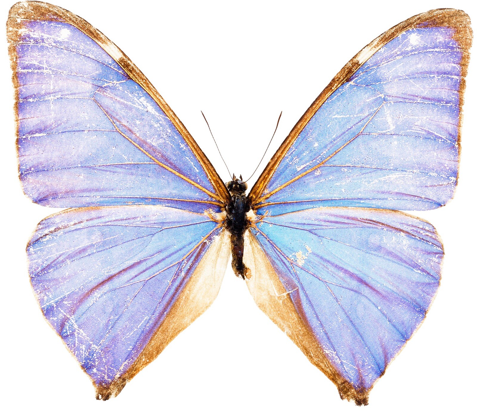 Light Blue Butterfly Sticker Vibrant Love Design Pretty Beautiful (4 Inch)