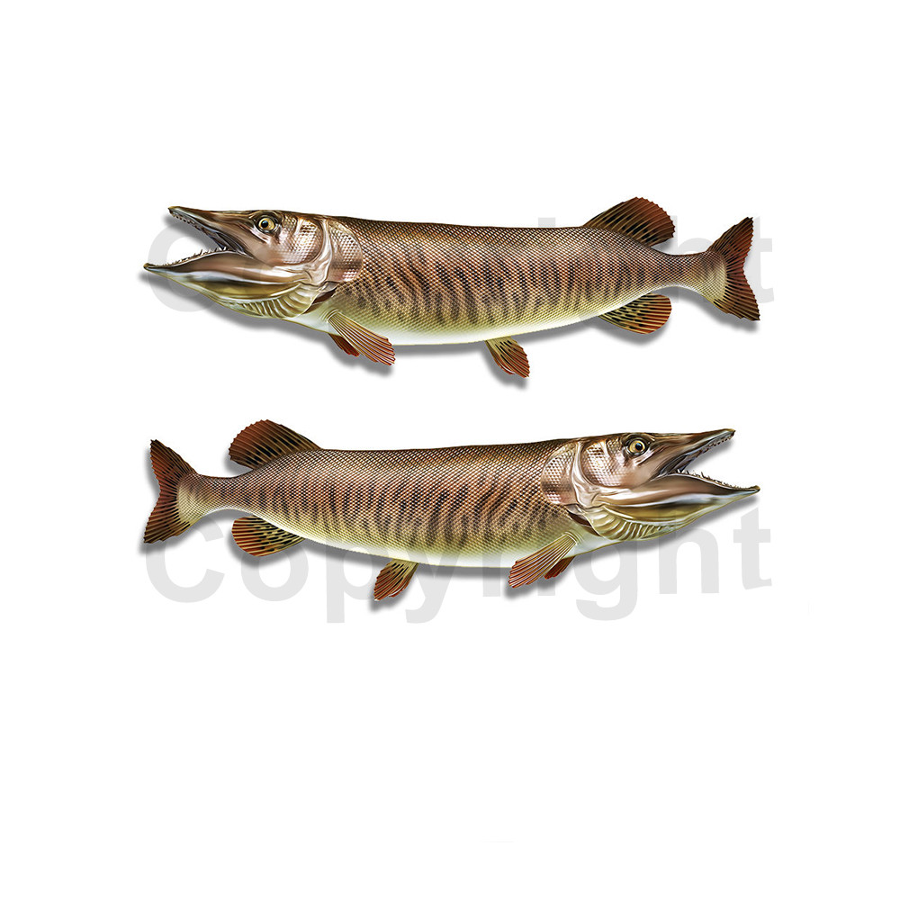 Tiger Musky Sticker Decal Fishing RV Boat Car Truck Camper Trailer F088 2 Pack