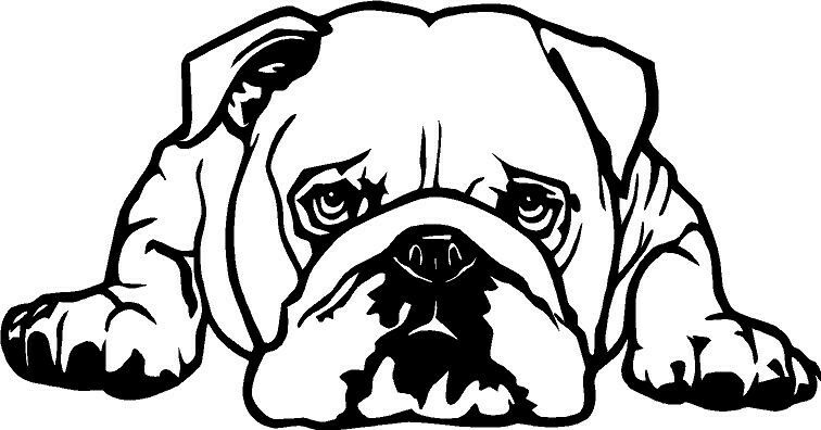 English bull dog DECAL