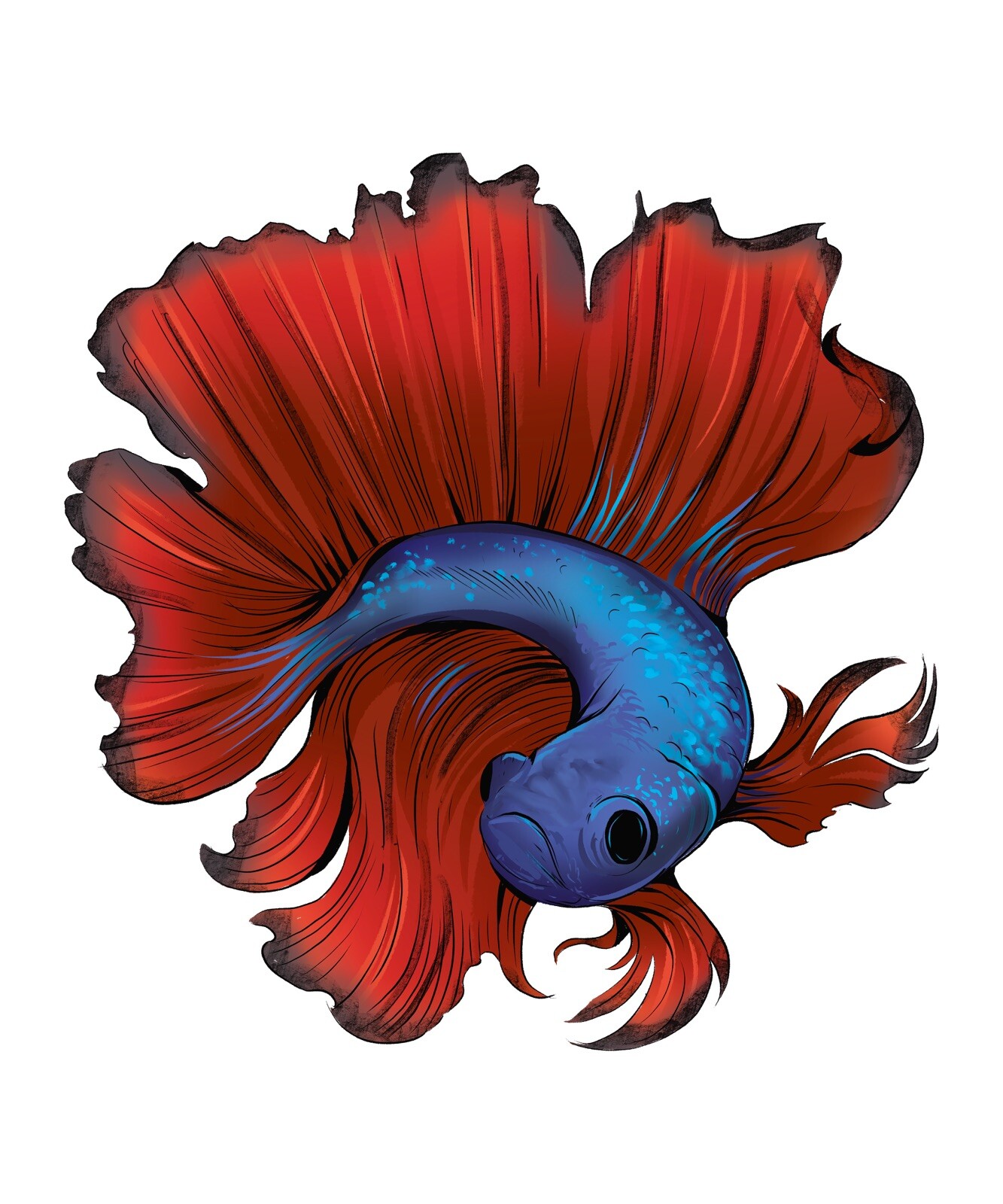4” Betta Fish Sticker Red Blue Beautiful Aquarium Hobby Tropical Siamese Fight